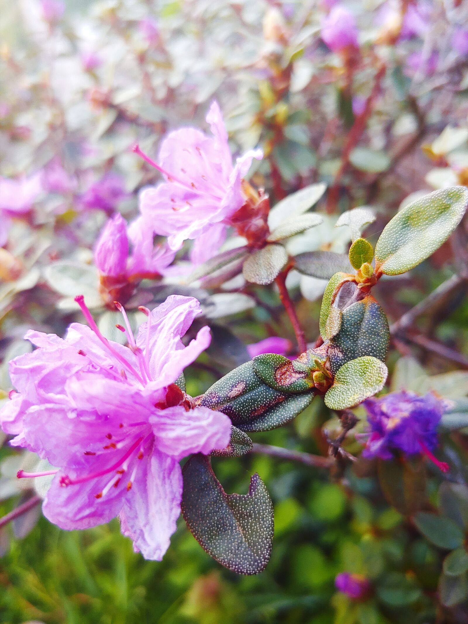 LG G7 THINQ sample photo. Flowers, plant, leaves photography