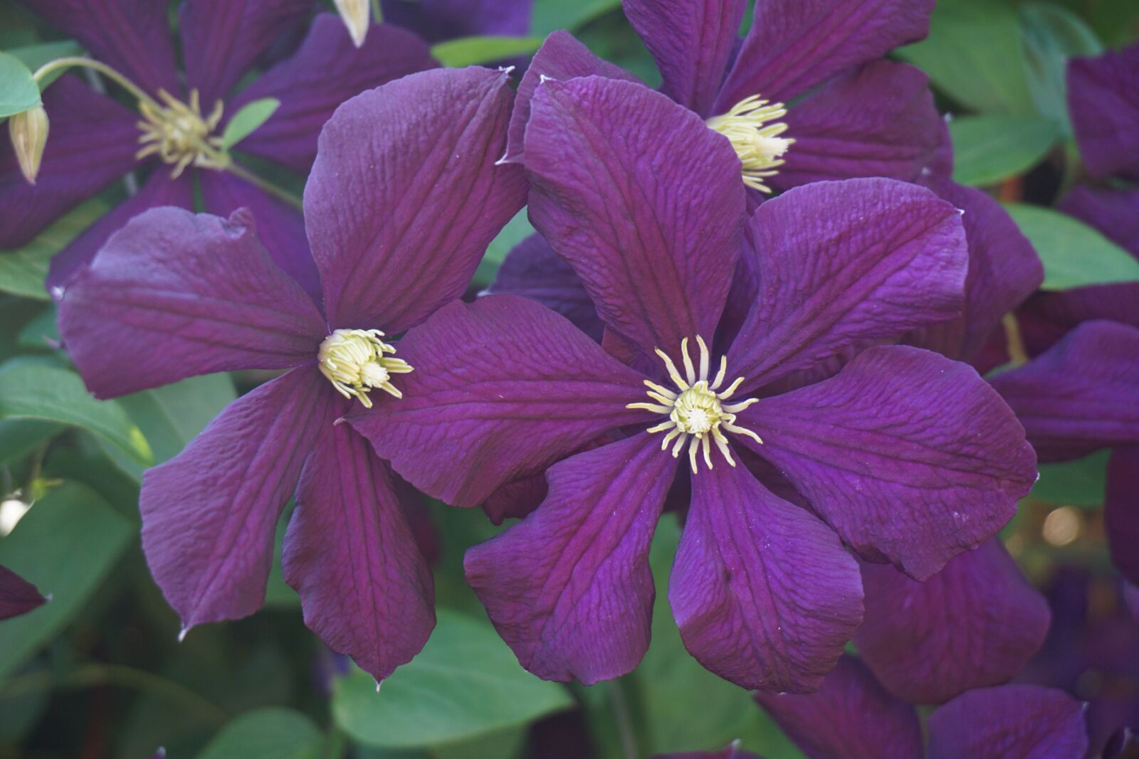Sony a6000 sample photo. Blossom, bloom, purple photography