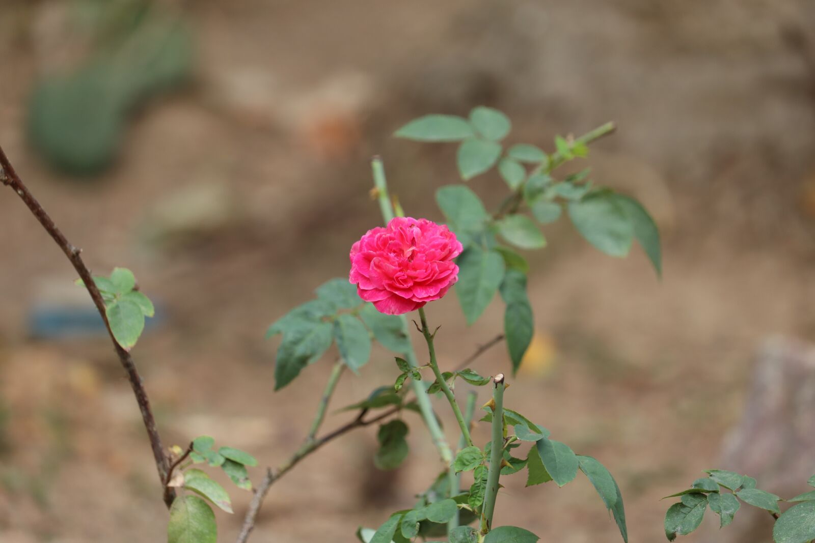 Canon EOS 250D (EOS Rebel SL3 / EOS Kiss X10 / EOS 200D II) sample photo. Rose, flower, nature photography
