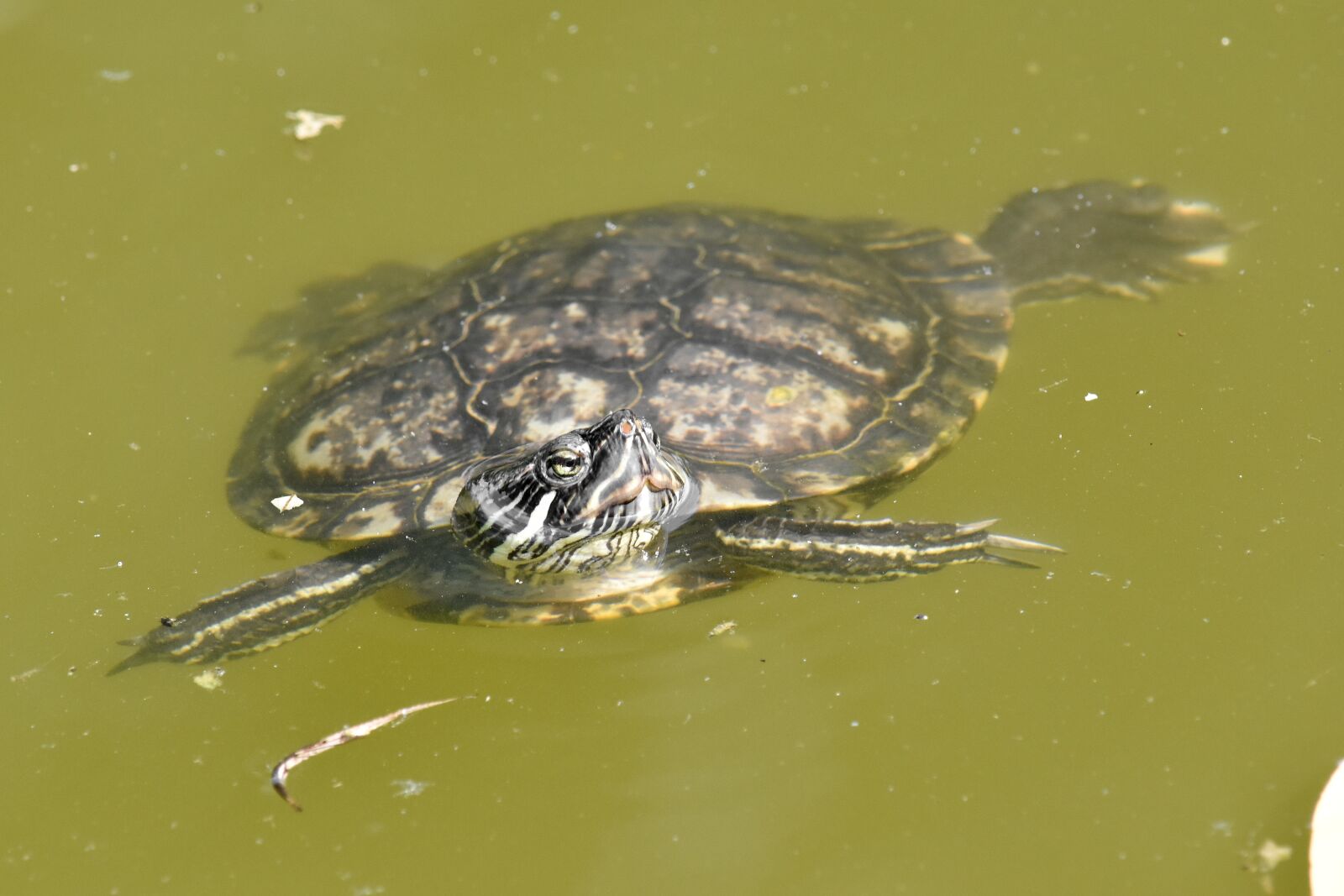 Nikon D5500 sample photo. Ecology, turtle, reptile, nature photography