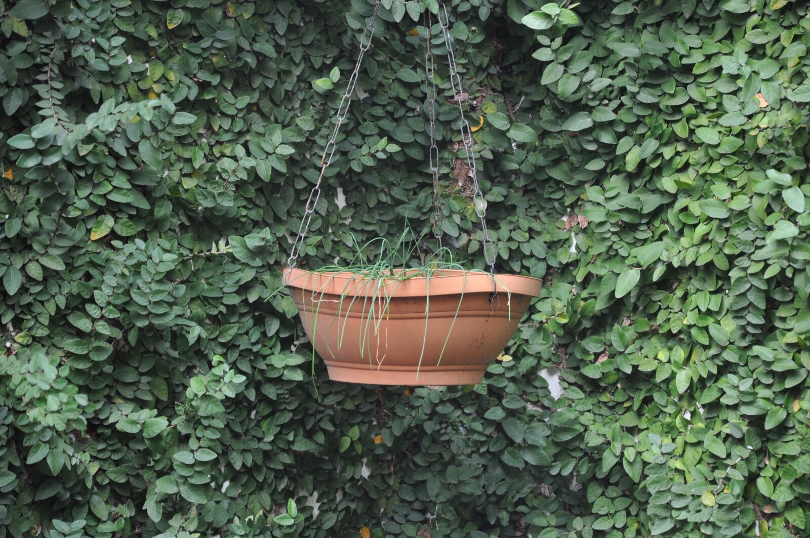 Nikon D5000 sample photo. Ivy, leaf, plant photography