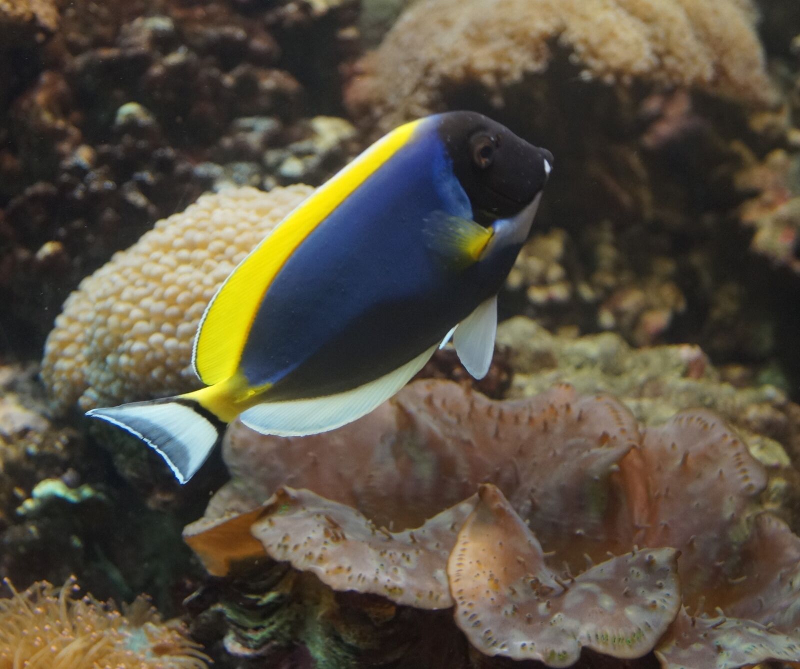 Sony DT 18-55mm F3.5-5.6 SAM II sample photo. Aquarium, fish, underwater photography