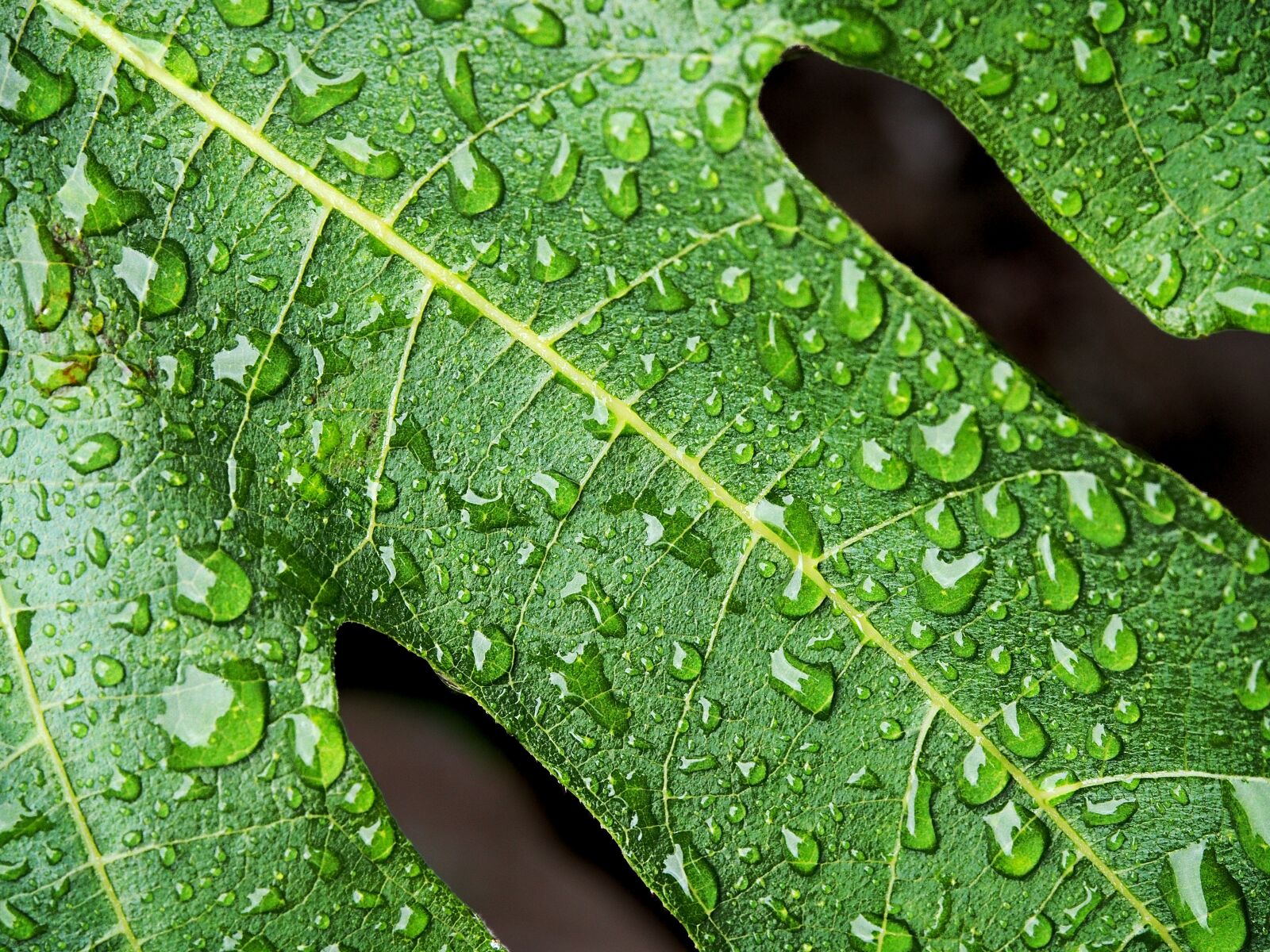 Olympus OM-D E-M5 + Olympus M.Zuiko Digital ED 12-40mm F2.8 Pro sample photo. Fig, wet, leaf photography