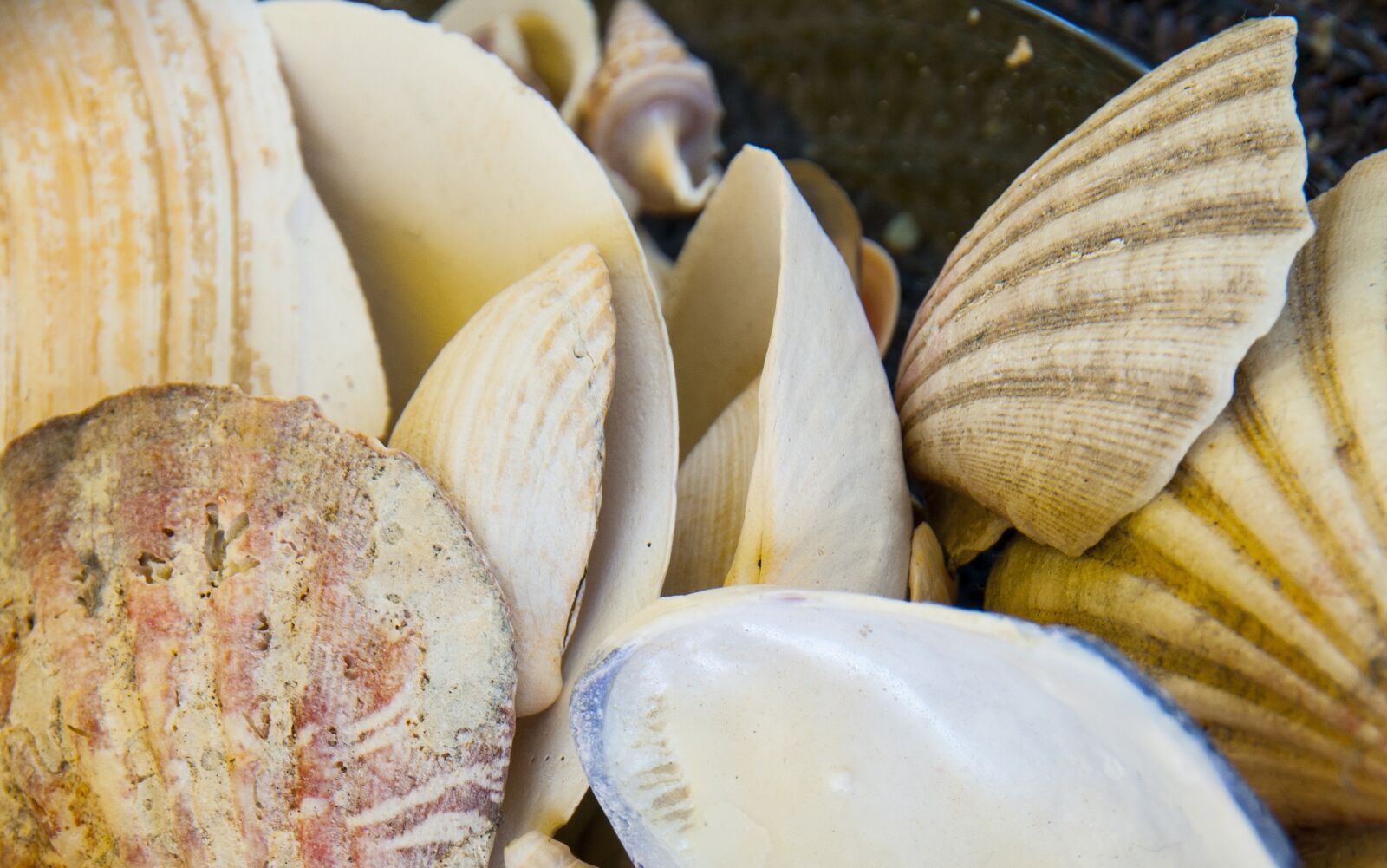 Nikon D300 sample photo. Clam, low tide, beach photography