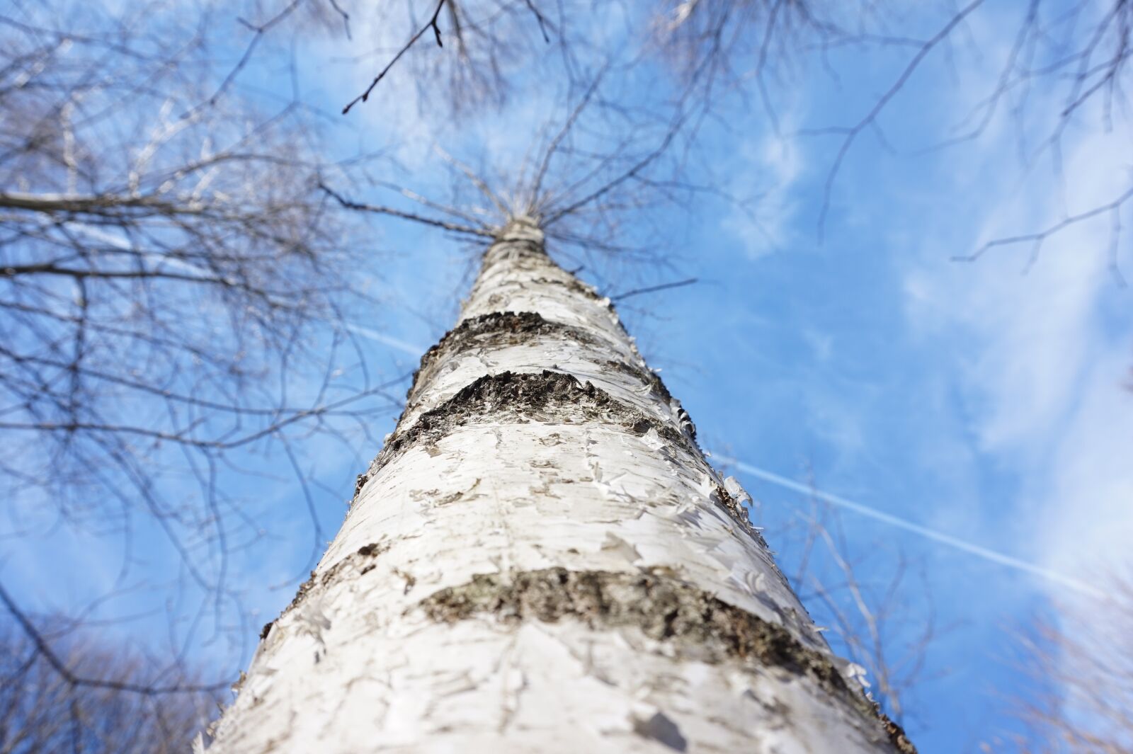 Sony Alpha a5000 (ILCE 5000) sample photo. Spring forward, tree, sky photography