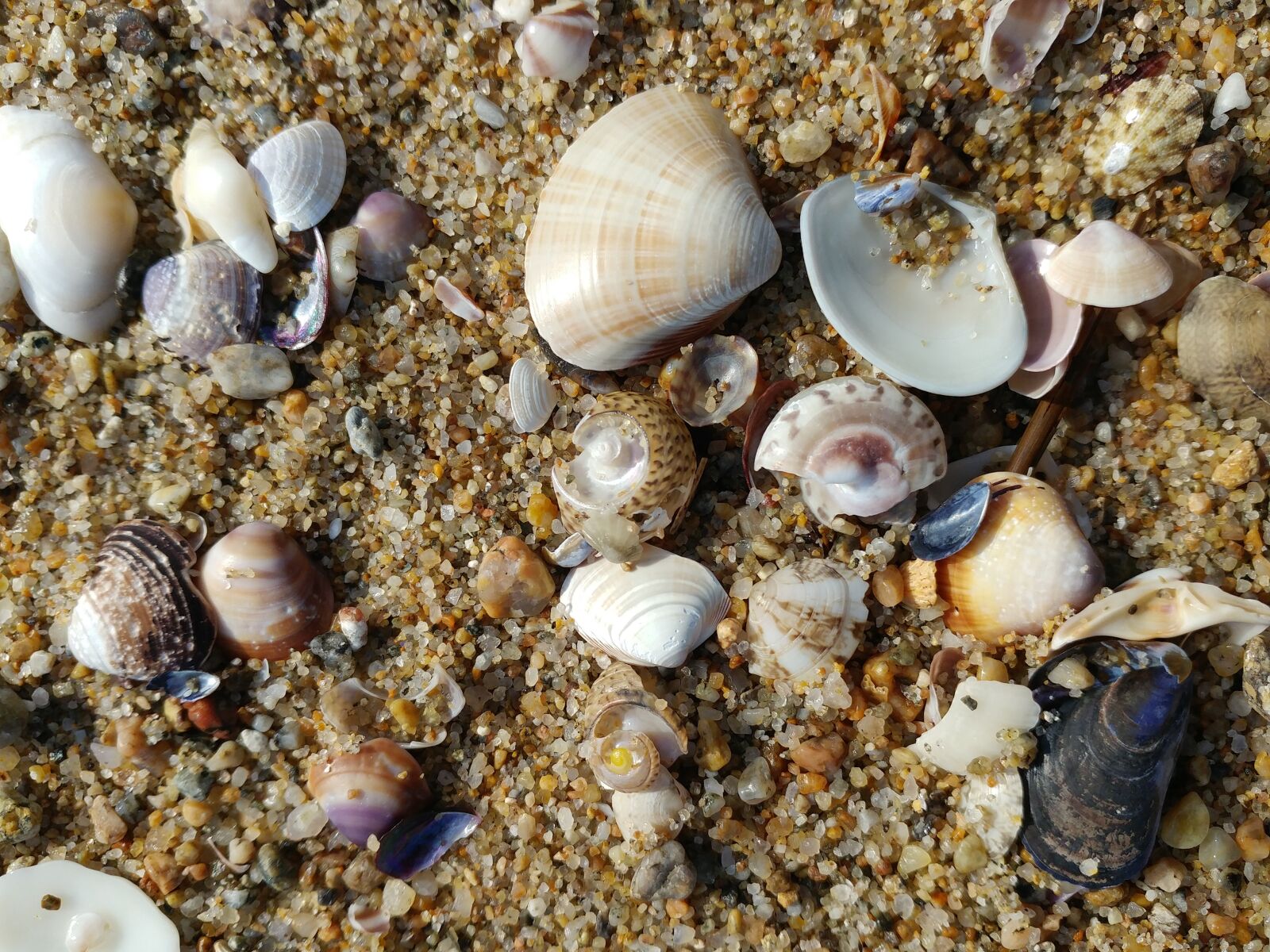 LG G5 sample photo. Peel, exoskeleton, clam photography