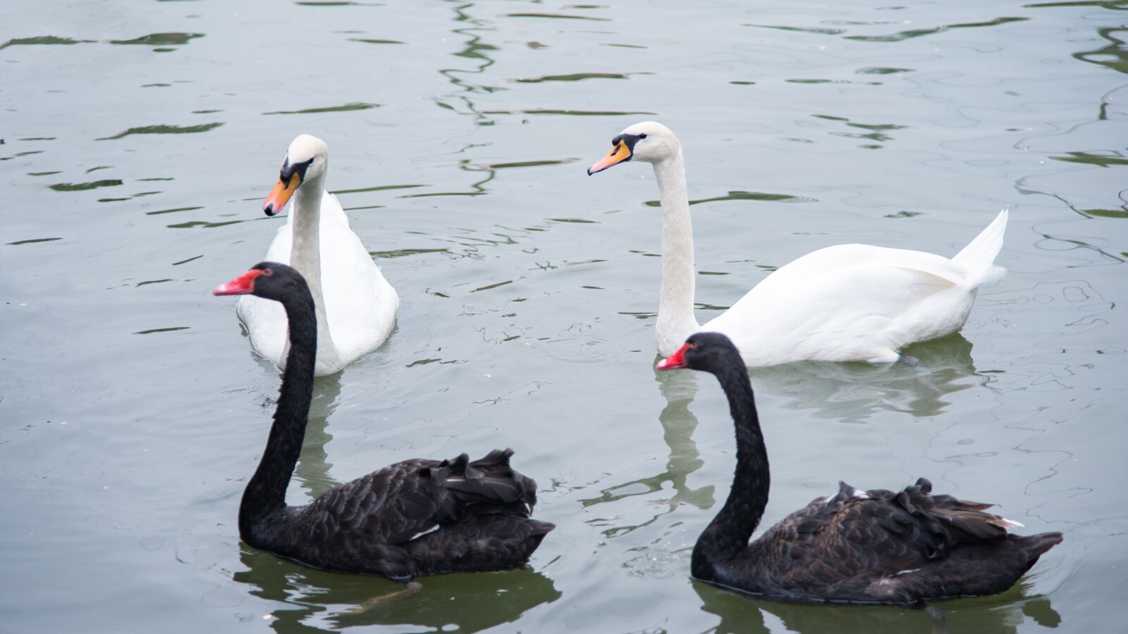 Nikon D750 sample photo. Animal, swan, goose photography