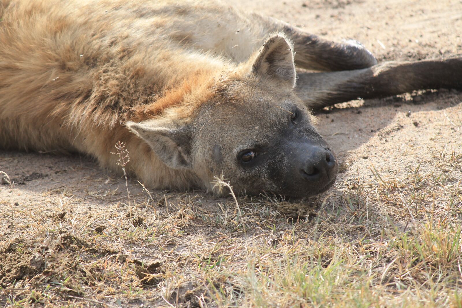 Canon EOS 1100D (EOS Rebel T3 / EOS Kiss X50) sample photo. Hyena, wild, animal photography