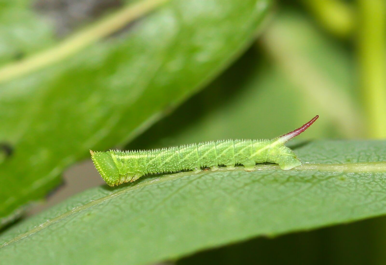Canon EOS 350D (EOS Digital Rebel XT / EOS Kiss Digital N) sample photo. Eyed-hawk-moth, caterpillar, green photography