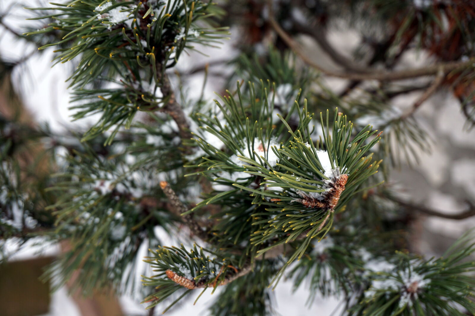 Sony E 16-50mm F3.5-5.6 PZ OSS sample photo. Outdoor, snow, snowy, tree photography