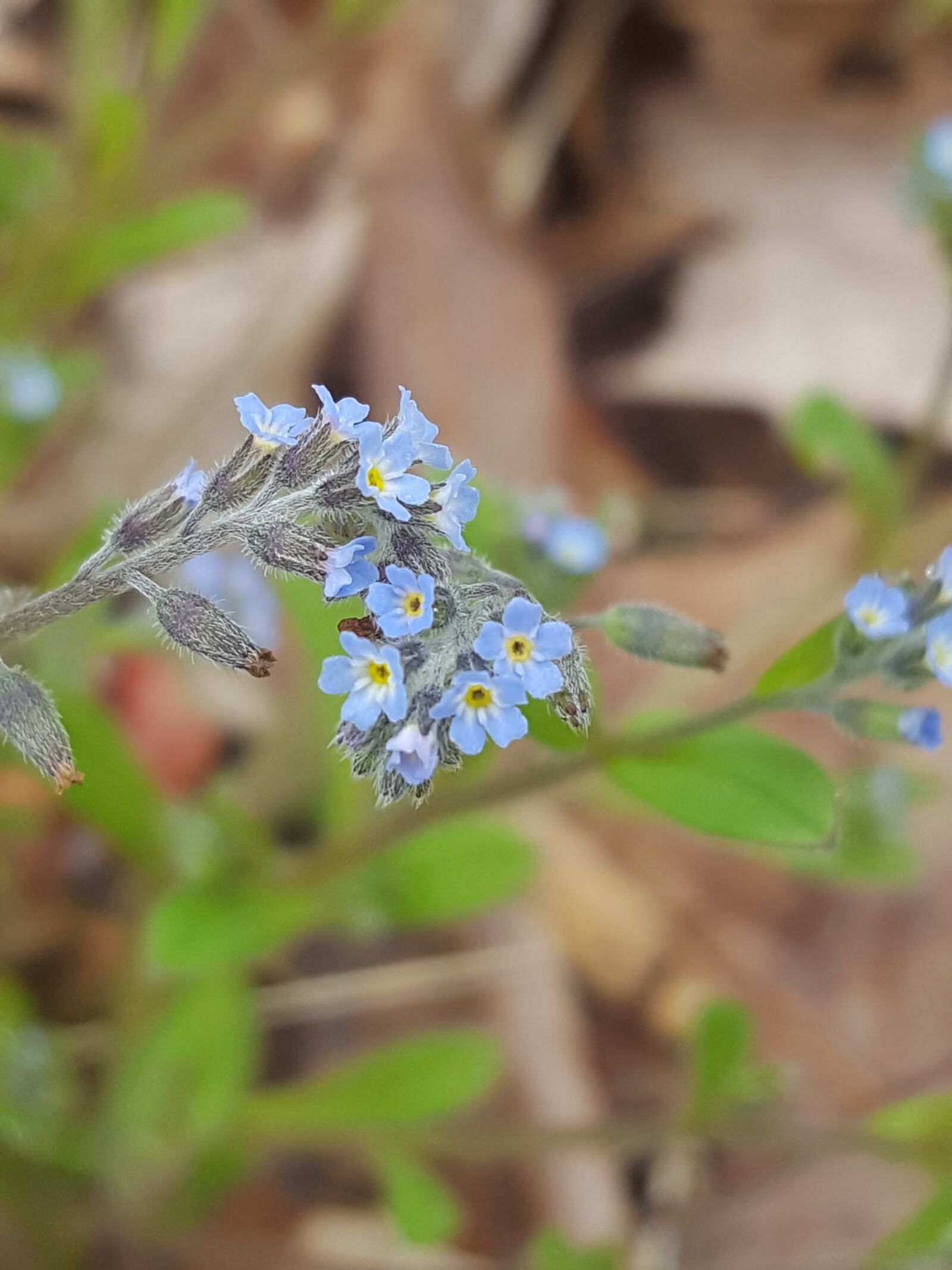 Samsung Galaxy S6 sample photo. Blue, bloom, nature photography