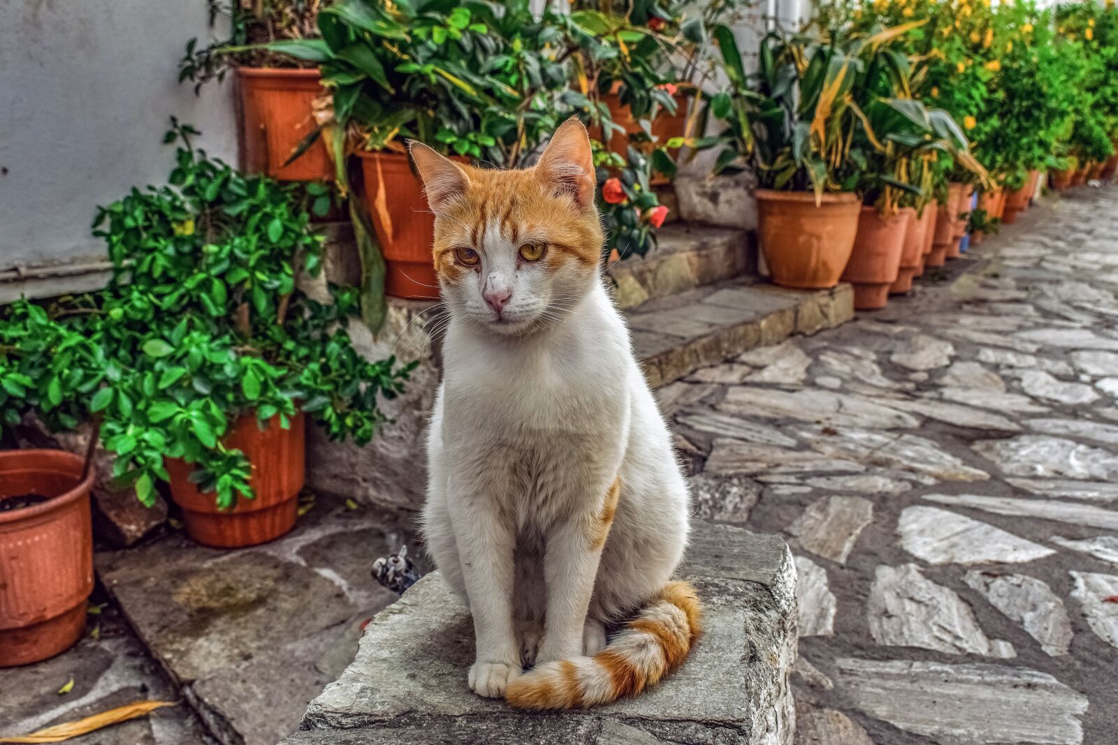 Nikon D3300 sample photo. Cat, stray, animal photography