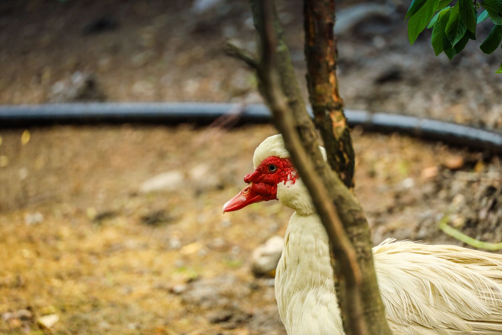 Canon EOS R sample photo. Bird, animal, nature photography