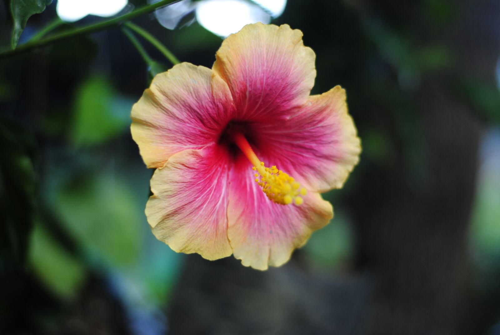 Nikon D3000 sample photo. Flower, blossom, hibiscus photography