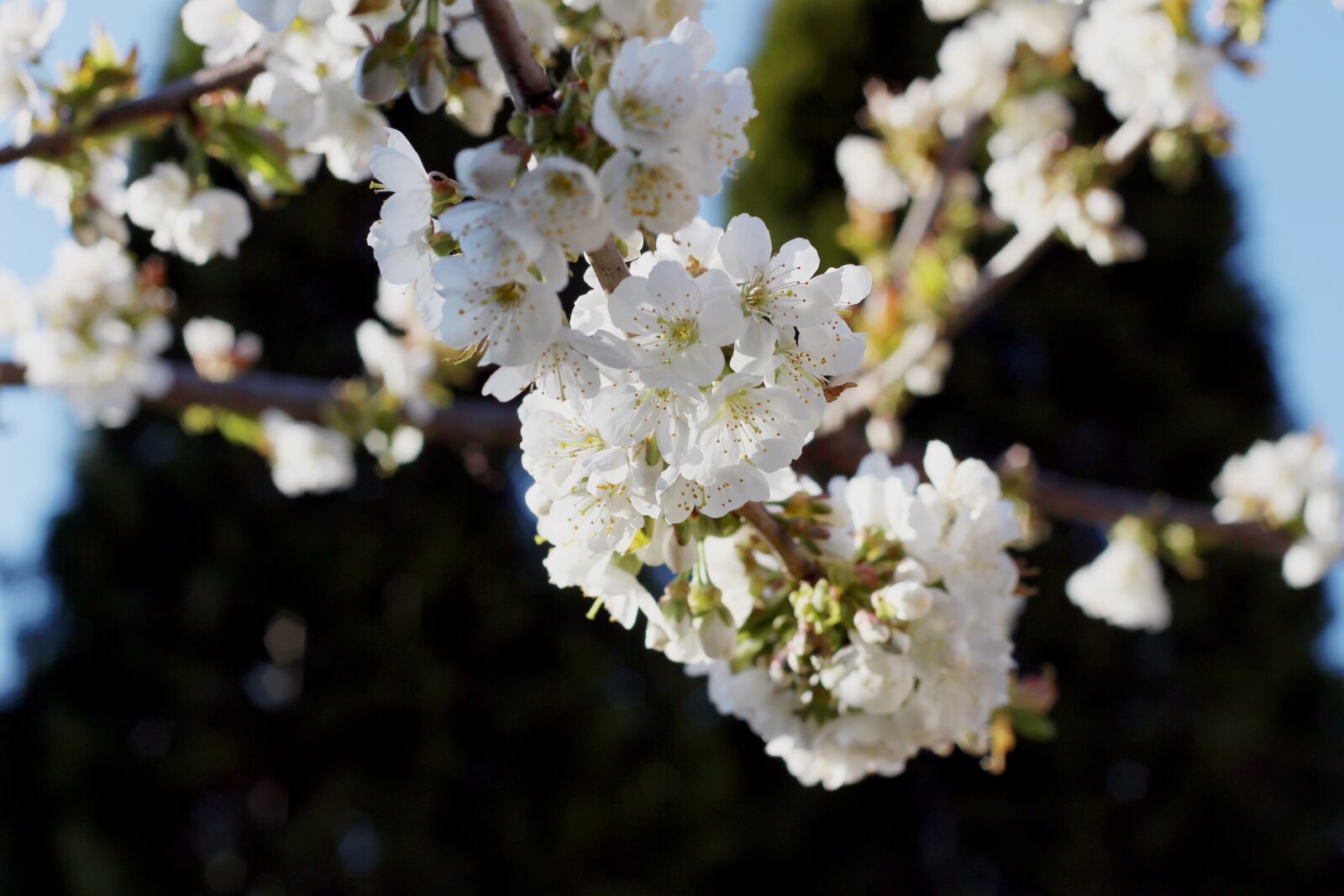 Canon EOS 700D (EOS Rebel T5i / EOS Kiss X7i) + Canon EF 50mm F1.8 II sample photo. Cherry, czeresnia, flowers photography