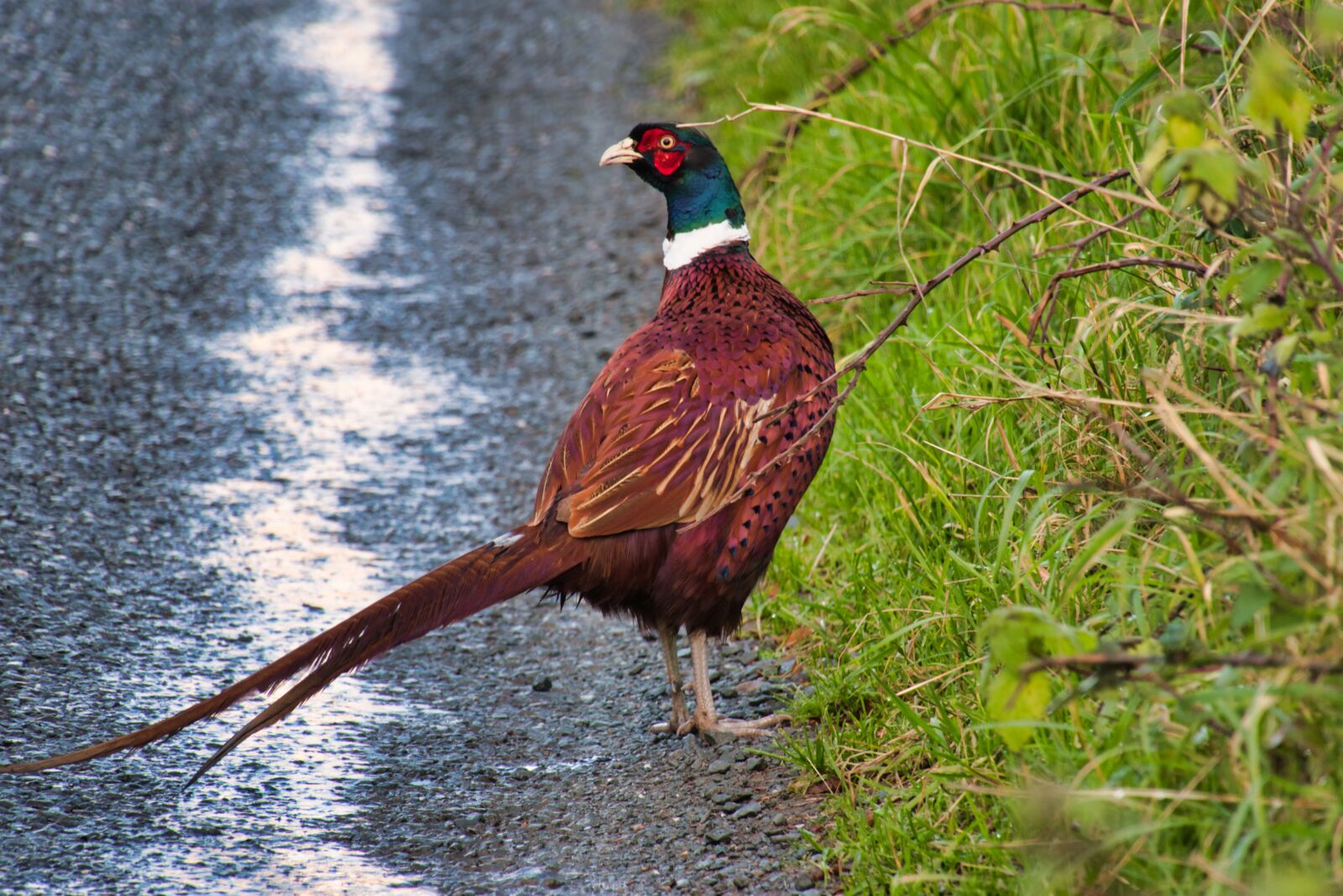 Canon PowerShot G3 X sample photo. Pheasant, road, bird photography