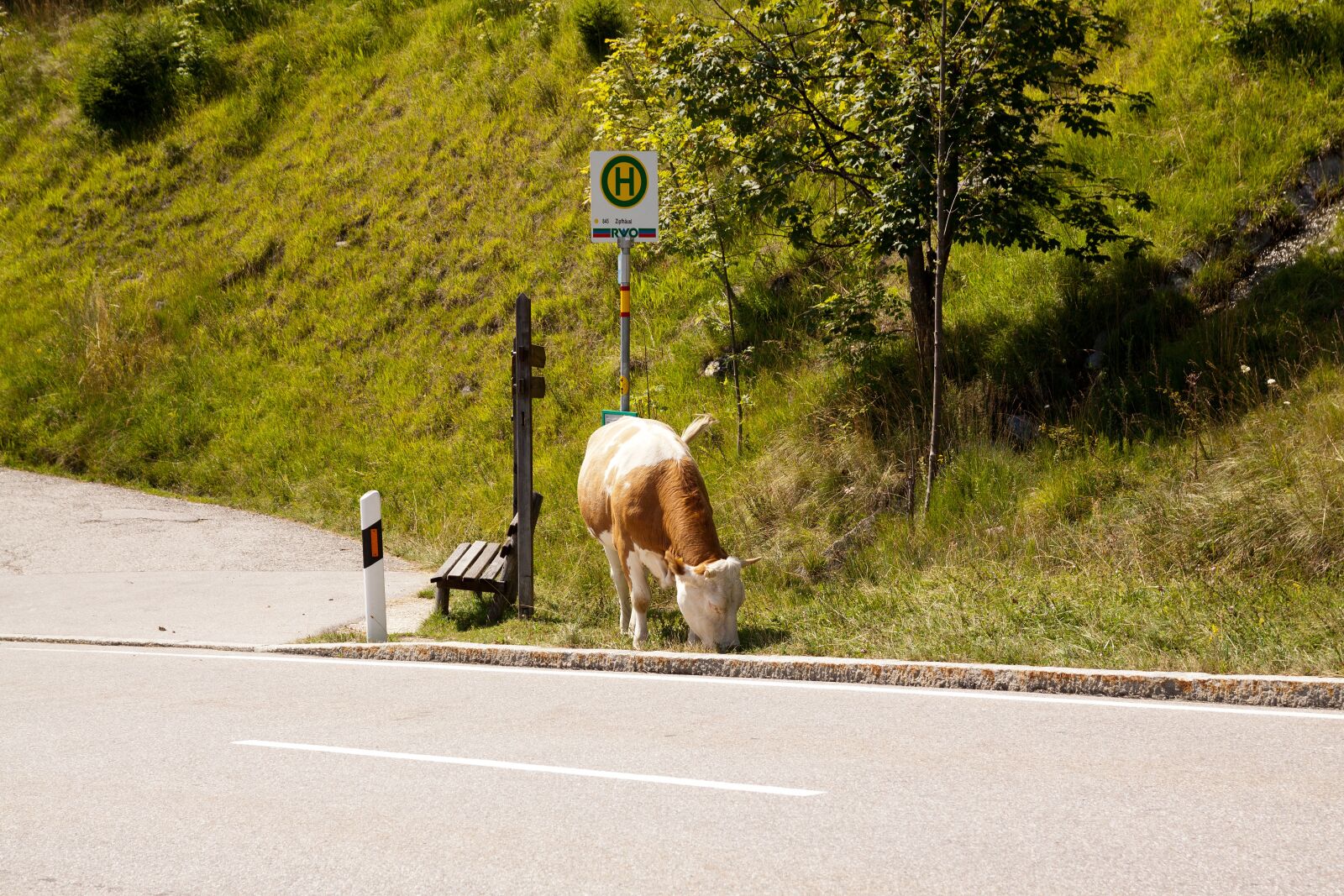 Canon EOS 50D sample photo. Nature, road, landscape photography