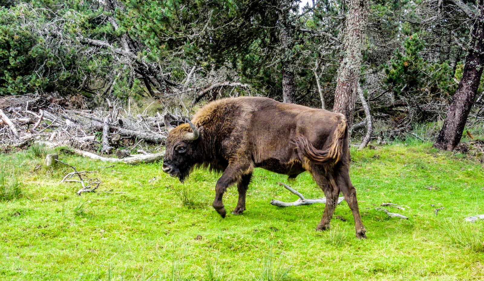 Sony DSC-HX5V sample photo. Bison, taurau, force photography