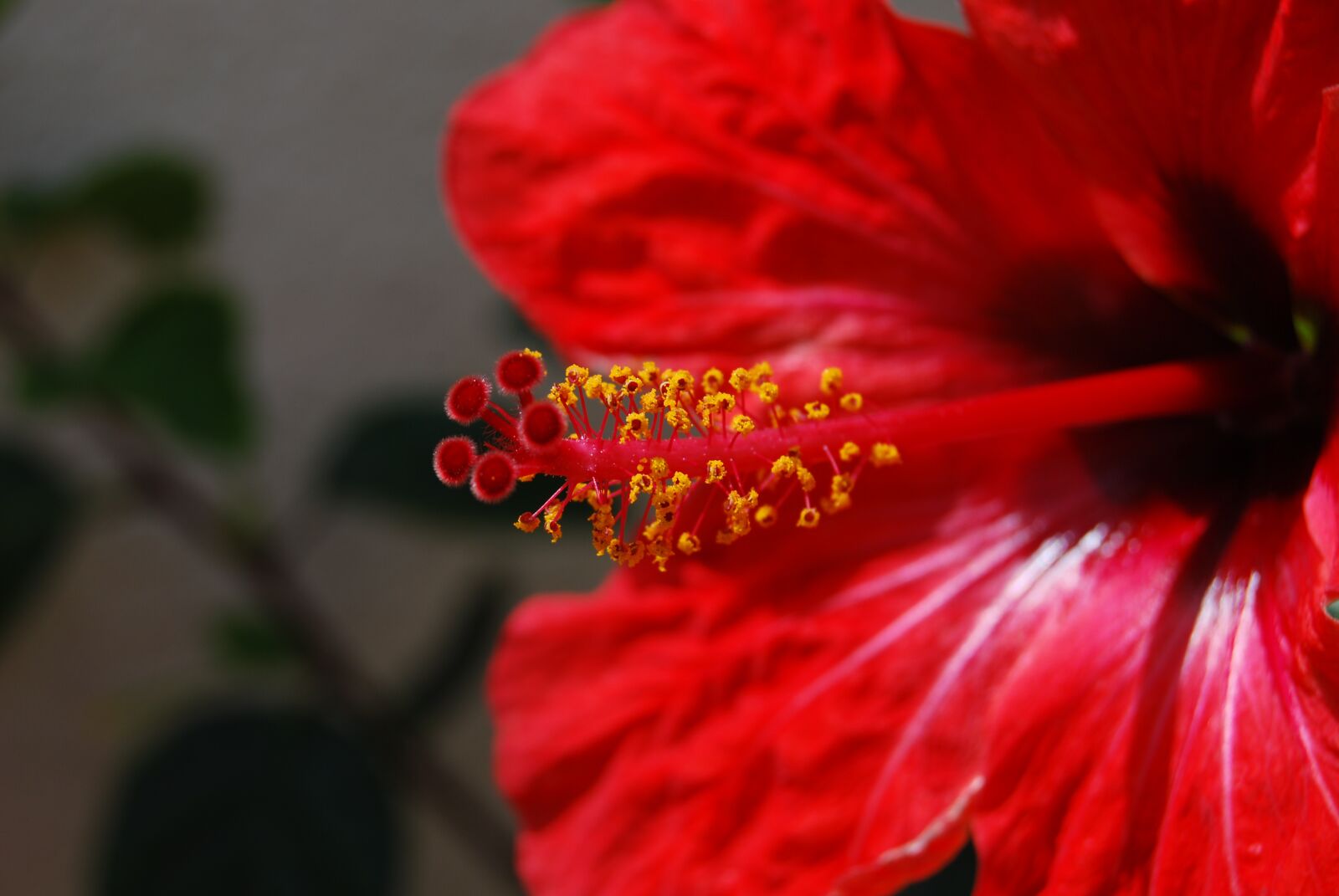 Nikon D60 sample photo. Flower, macro, red photography