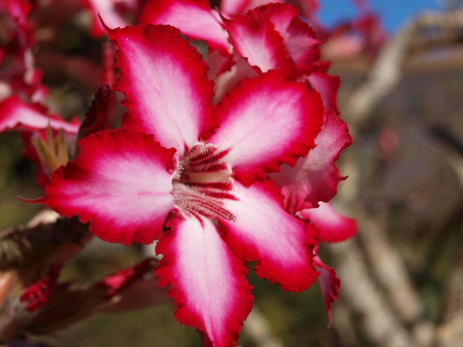 Olympus E-420 (EVOLT E-420) sample photo. Impala lily, adenium, nature photography