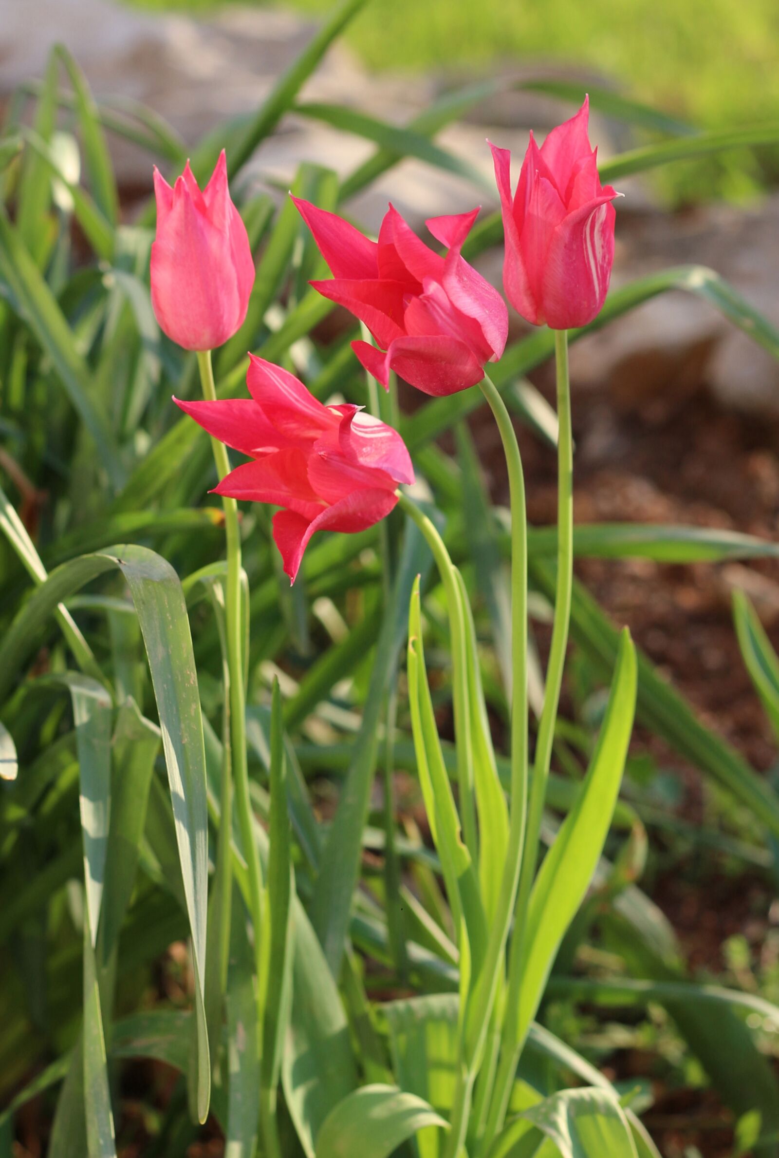 Canon EOS 700D (EOS Rebel T5i / EOS Kiss X7i) sample photo. Magenta, hot pink, pink photography