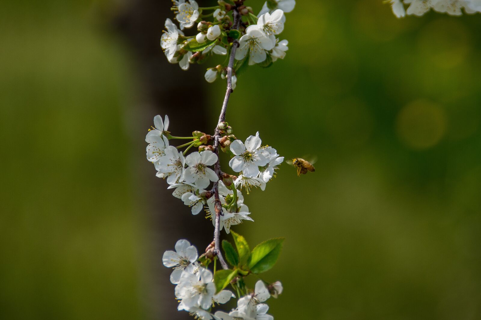 Nikon D5200 sample photo. Cherry blossom, flower, spring photography