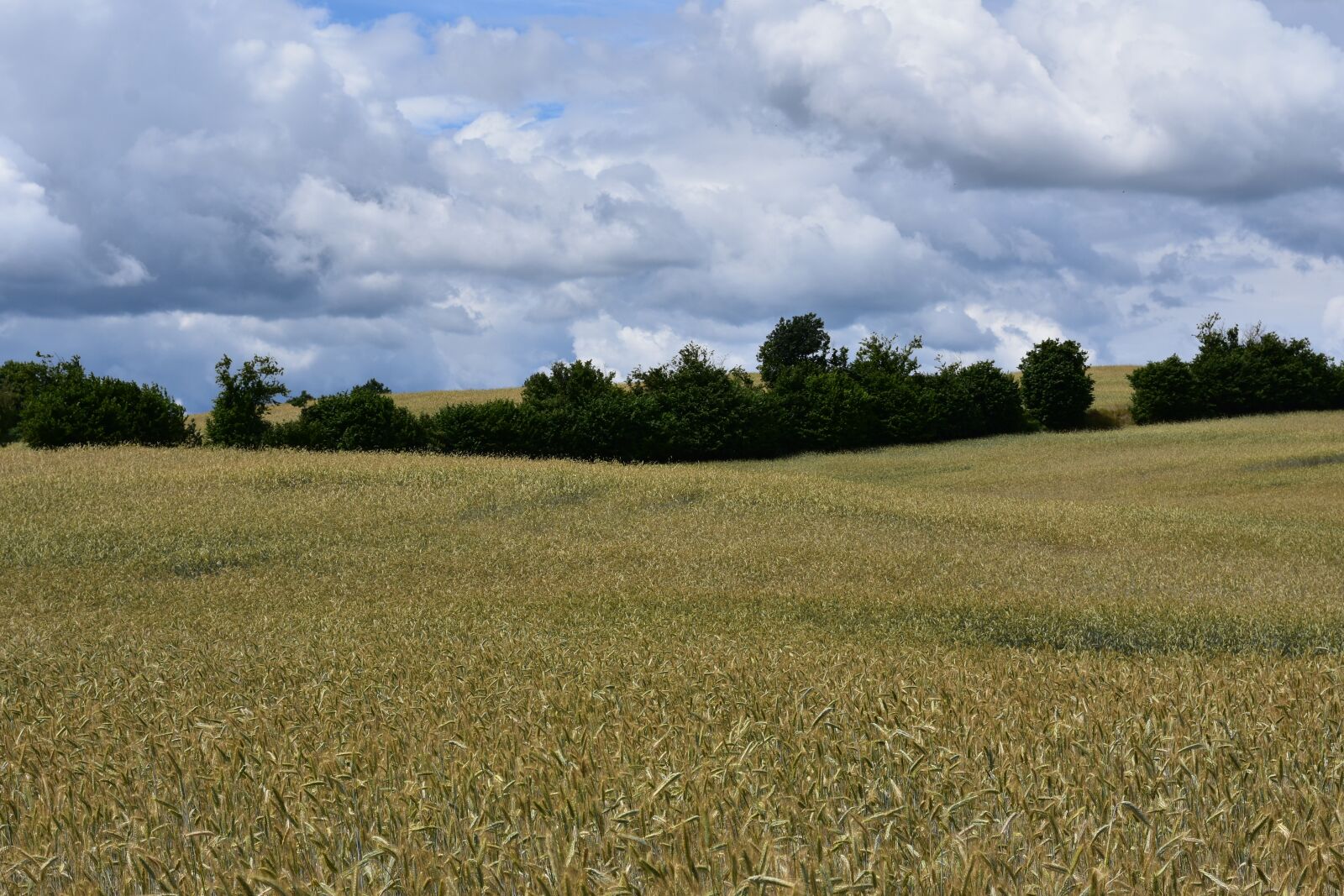 Nikon D3400 sample photo. Landscape, field, corn photography