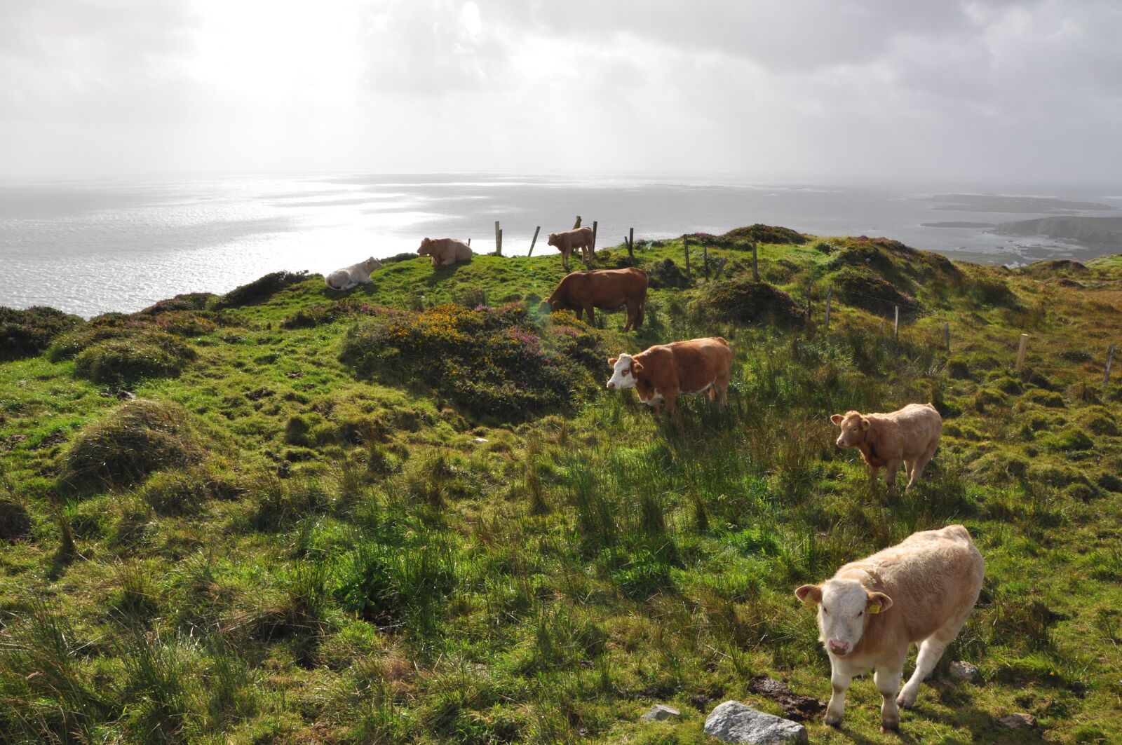 Nikon D90 sample photo. Cows, ireland, pasture photography