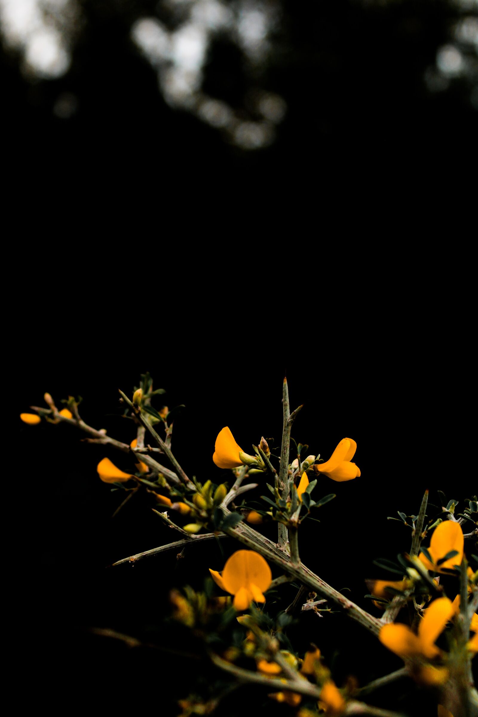 Canon EOS 2000D (EOS Rebel T7 / EOS Kiss X90 / EOS 1500D) sample photo. Flowers, dark, yellow photography