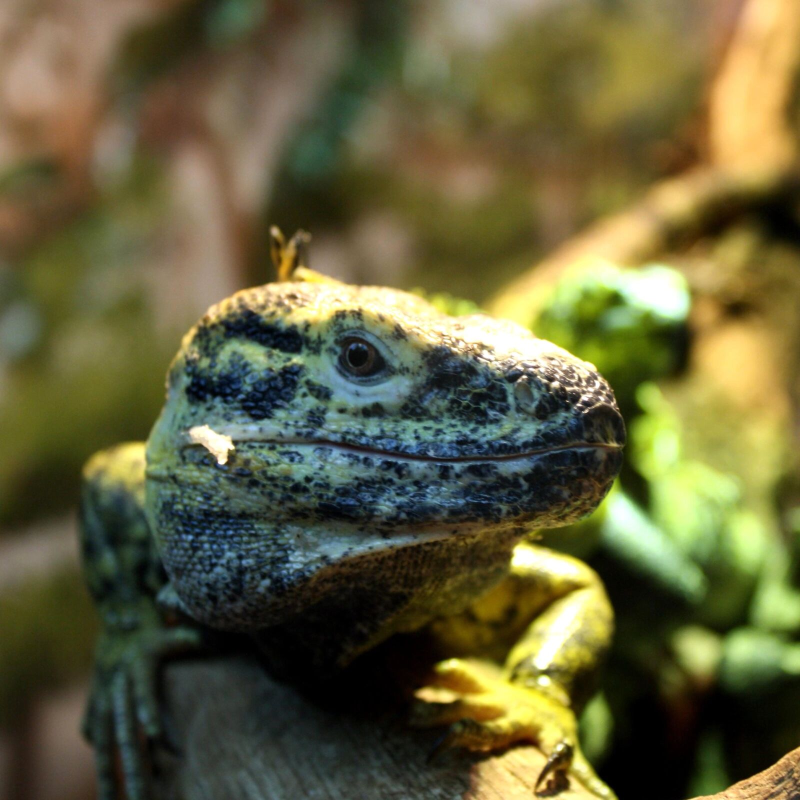 Canon EOS 1000D (EOS Digital Rebel XS / EOS Kiss F) + f/3.5-5.6 IS sample photo. Lizard, reptile, head photography