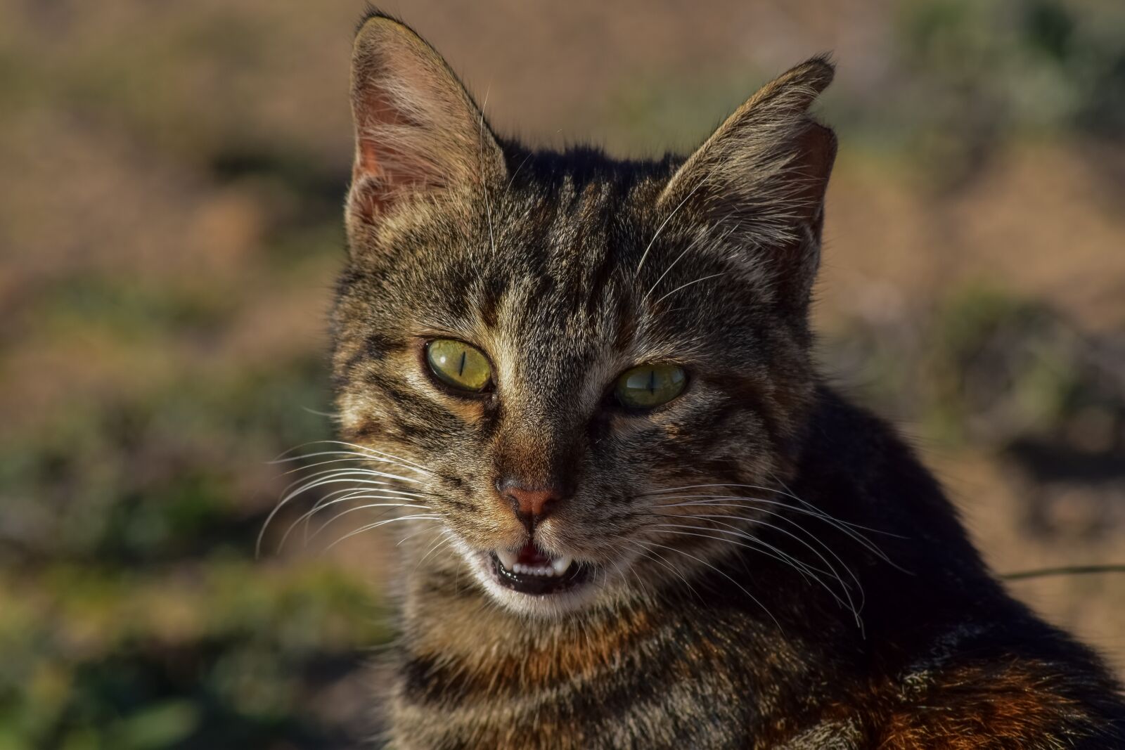 Nikon D3300 sample photo. Cat, stray, eyes photography