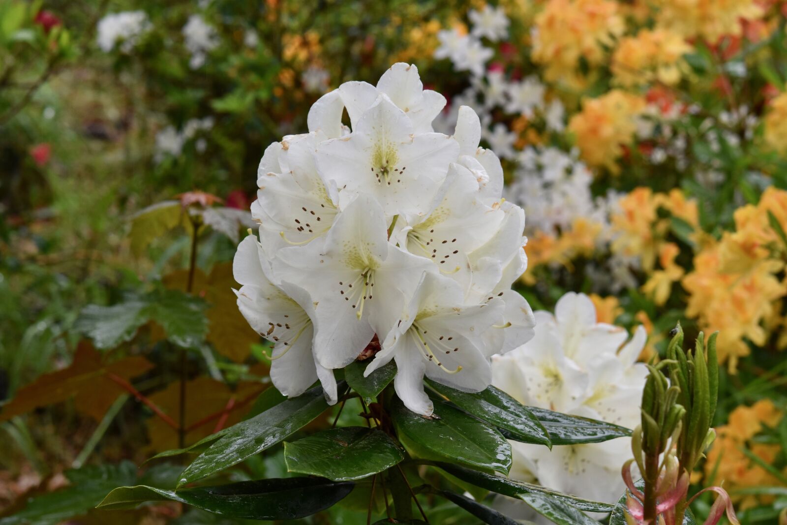 Nikon D5600 sample photo. Flower, yellow flower white photography