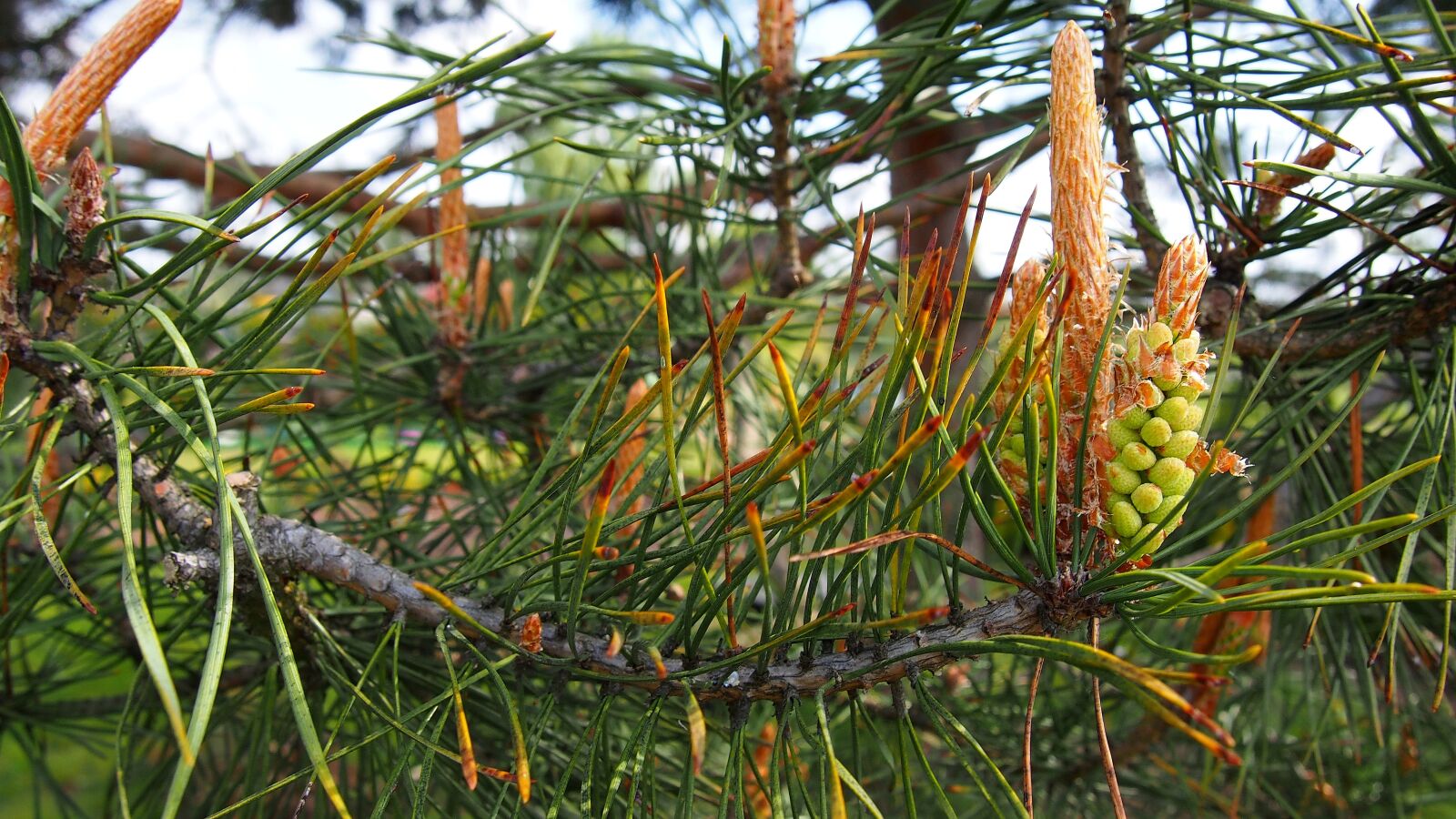 Olympus PEN E-PL6 sample photo. Pine, pine cone, development photography