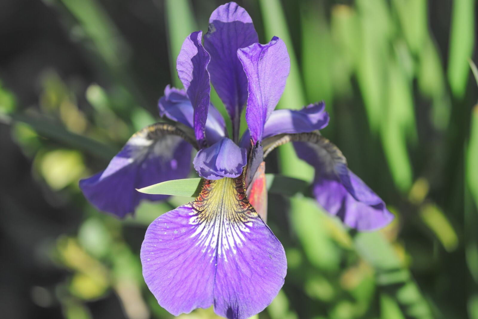 Canon EOS 200D (EOS Rebel SL2 / EOS Kiss X9) sample photo. Iris, blossom, bloom photography