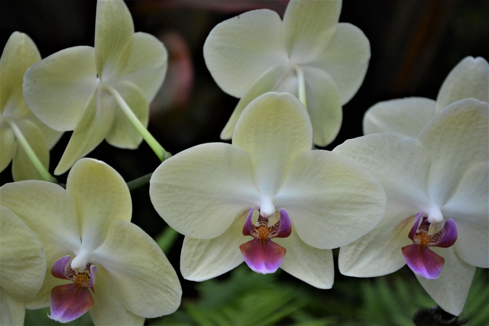 Nikon D5200 sample photo. Flower, tropical, phalaenopsis photography