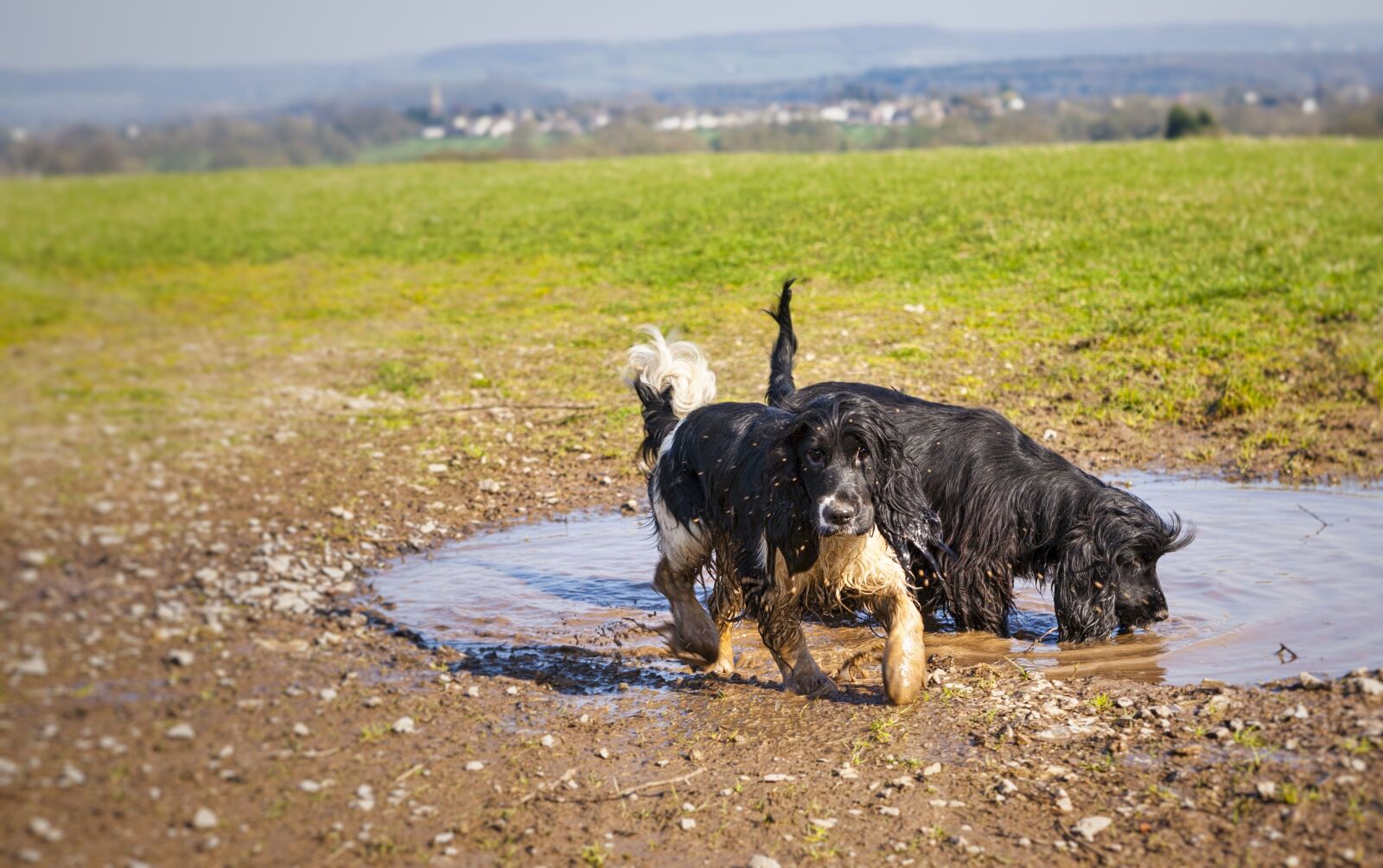 Canon EOS 5D sample photo. Dogs, mud, muddy photography