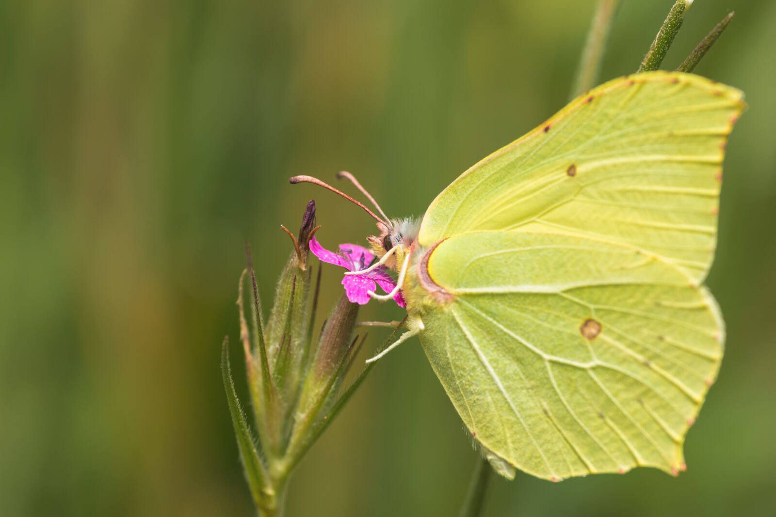 Tamron SP 90mm F2.8 Di VC USD 1:1 Macro sample photo. Butterfly, insects, the beauty photography