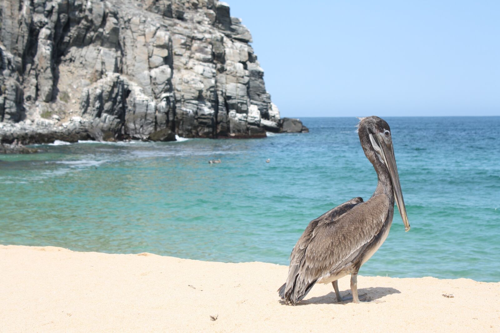 Canon EOS 1000D (EOS Digital Rebel XS / EOS Kiss F) sample photo. Pelican, beach, wildlife photography