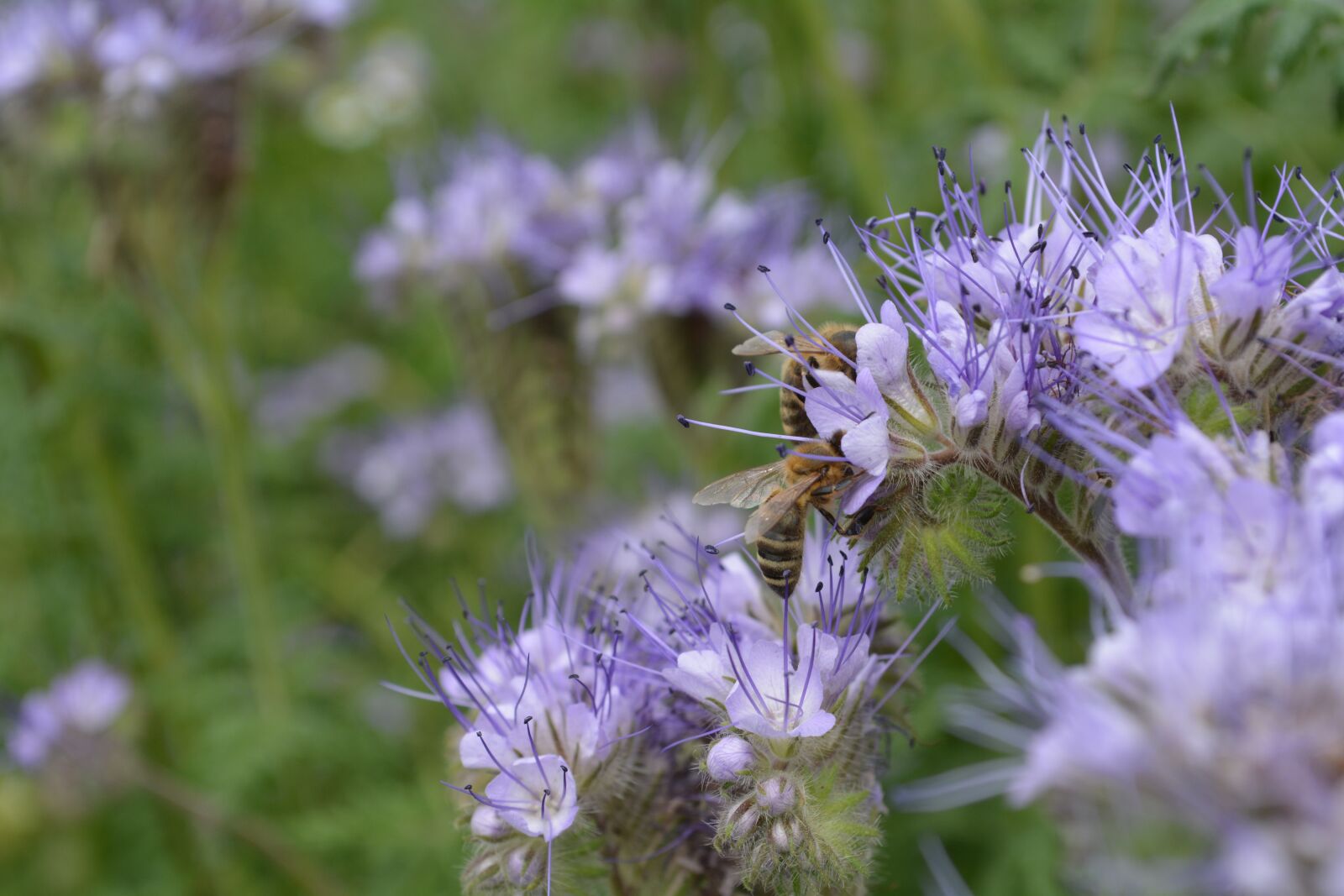 Nikon D5200 sample photo. Bee, flowers, purple photography