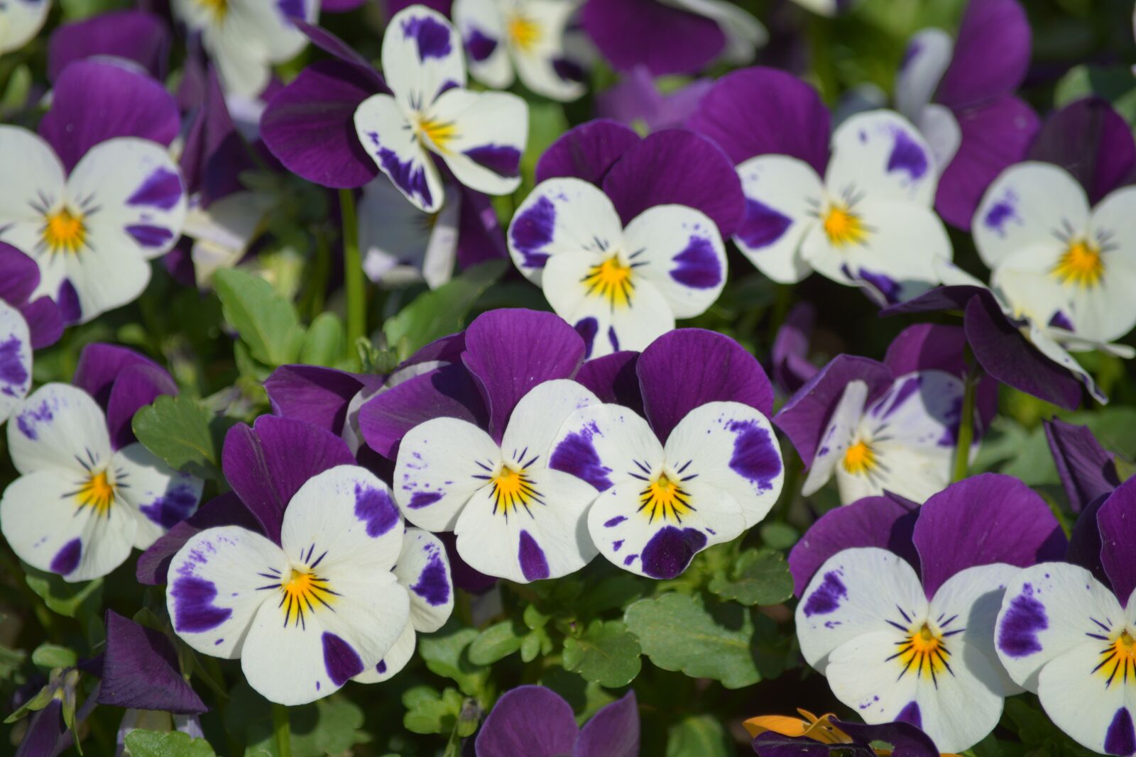 Nikon D7100 sample photo. Violet, colorful, garden photography