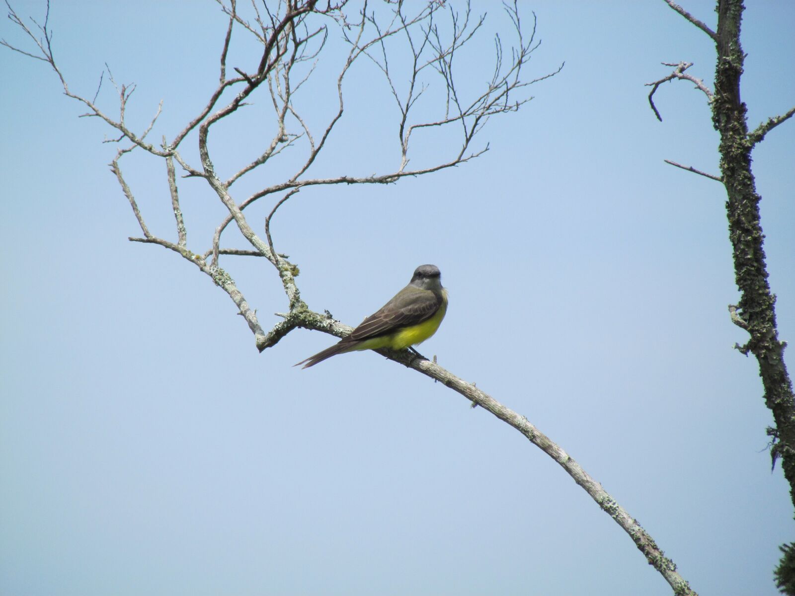 Canon PowerShot SX30 IS sample photo. Birds, of, florianópolis photography