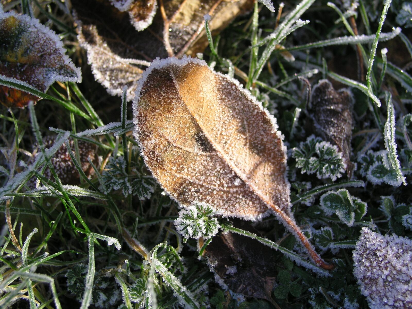 Olympus C5050Z sample photo. Morning, meadow, hoarfrost photography