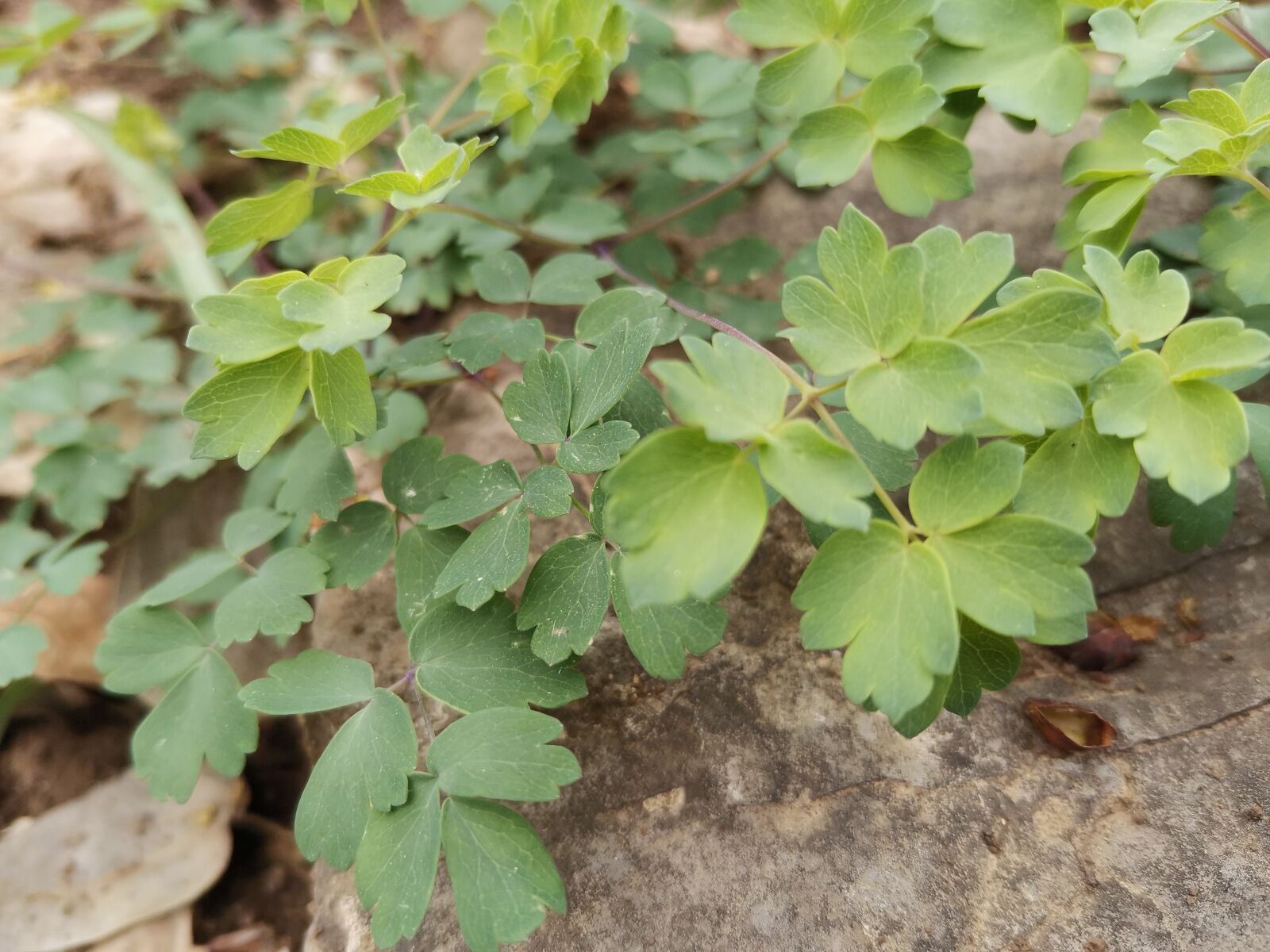 HUAWEI HLK-AL00 sample photo. Grass, green leaf, green photography