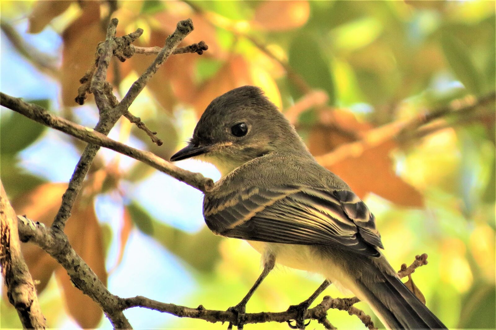 Canon PowerShot SX50 HS sample photo. Bird, wildlife, tree photography
