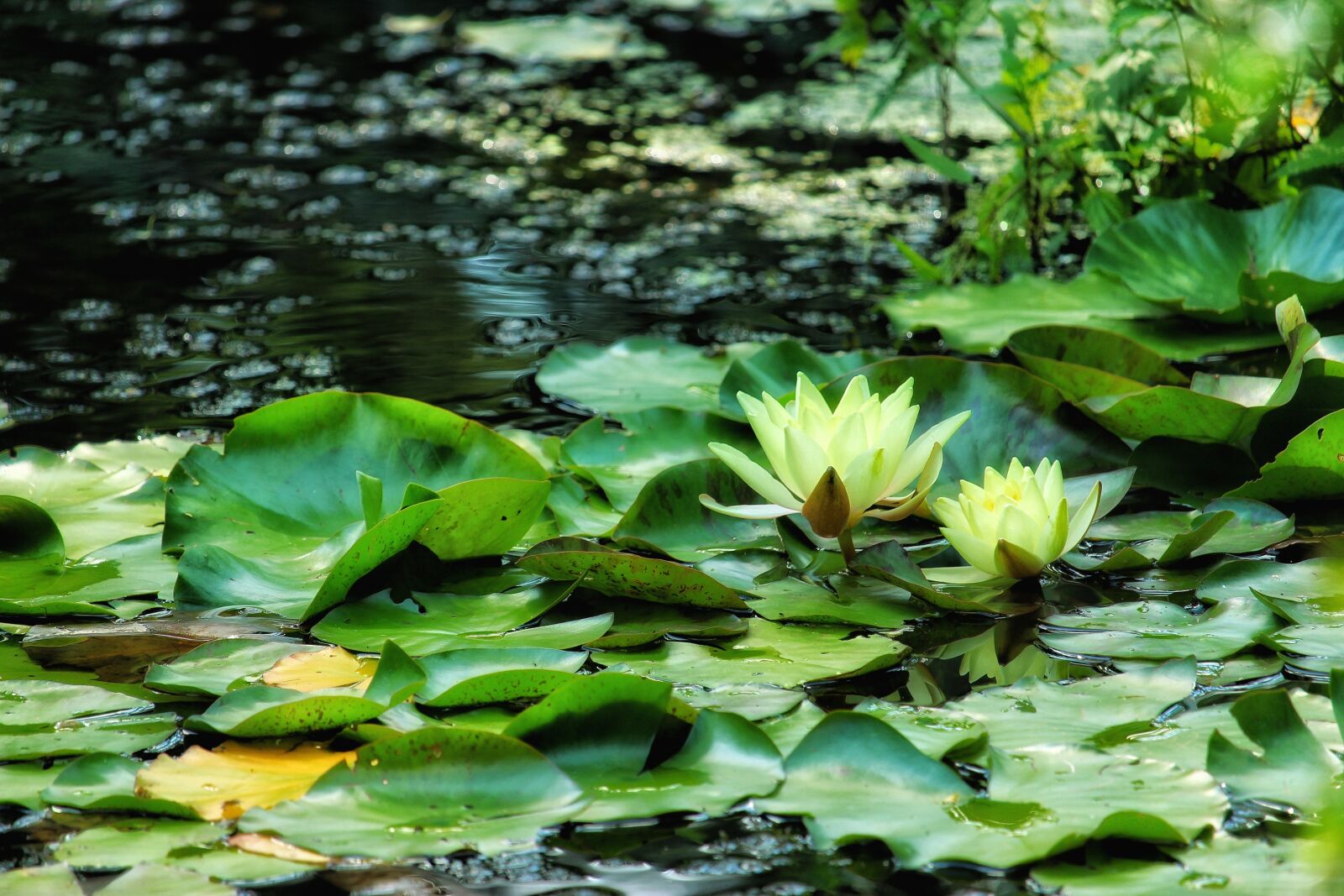 Canon EOS 1300D (EOS Rebel T6 / EOS Kiss X80) sample photo. Water lilies, yellow, lily photography