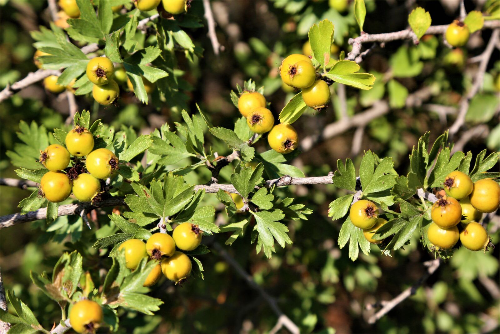 Canon EF 24-105mm F4L IS USM sample photo. Hawthorn, fruit, nature photography