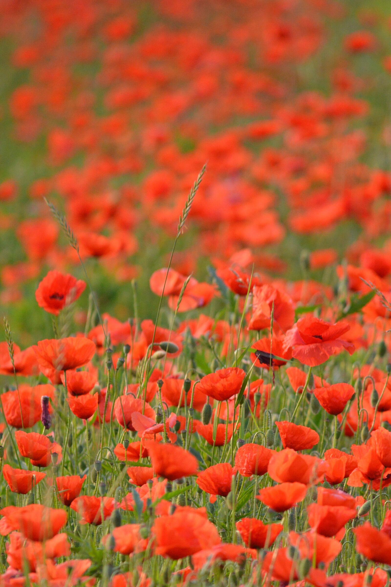 Nikon D5200 sample photo. Flower, poppy, spring photography