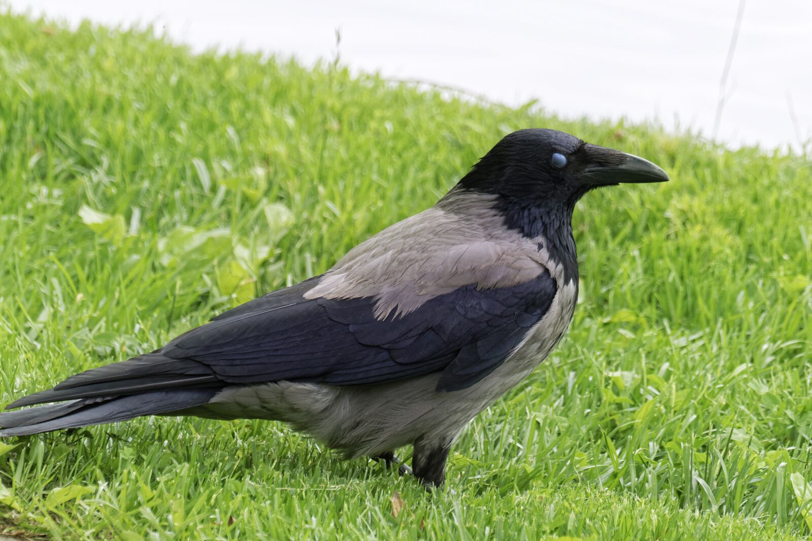 Nikon D5300 sample photo. Crow, bird, plumage photography
