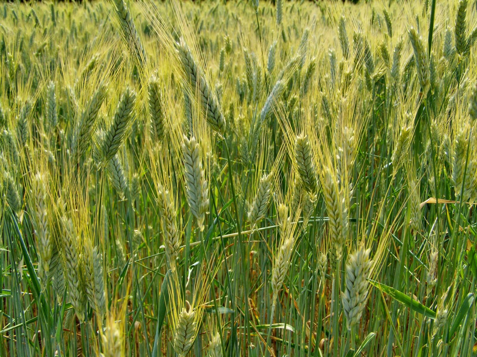 Kodak EASYSHARE ZD710 ZOOM DIGITAL CAMERA sample photo. Wheat field, wheat ear photography