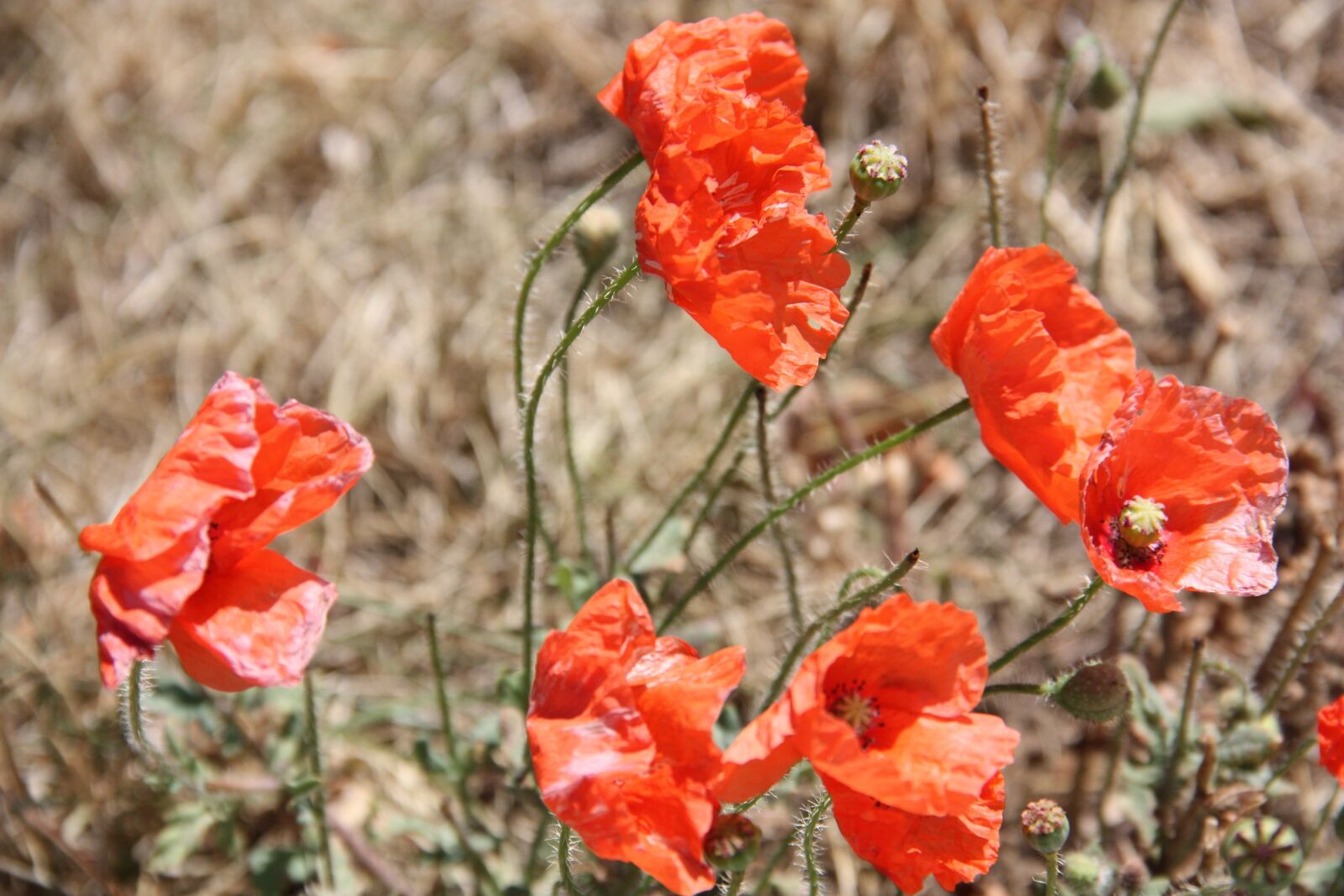 Canon EOS 450D (EOS Rebel XSi / EOS Kiss X2) sample photo. Flower, poppy, mohngewaechs photography